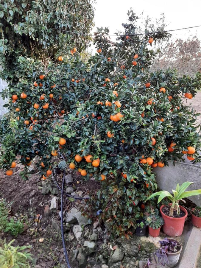 فندق Quinta Do Pinheiro Grândola المظهر الخارجي الصورة