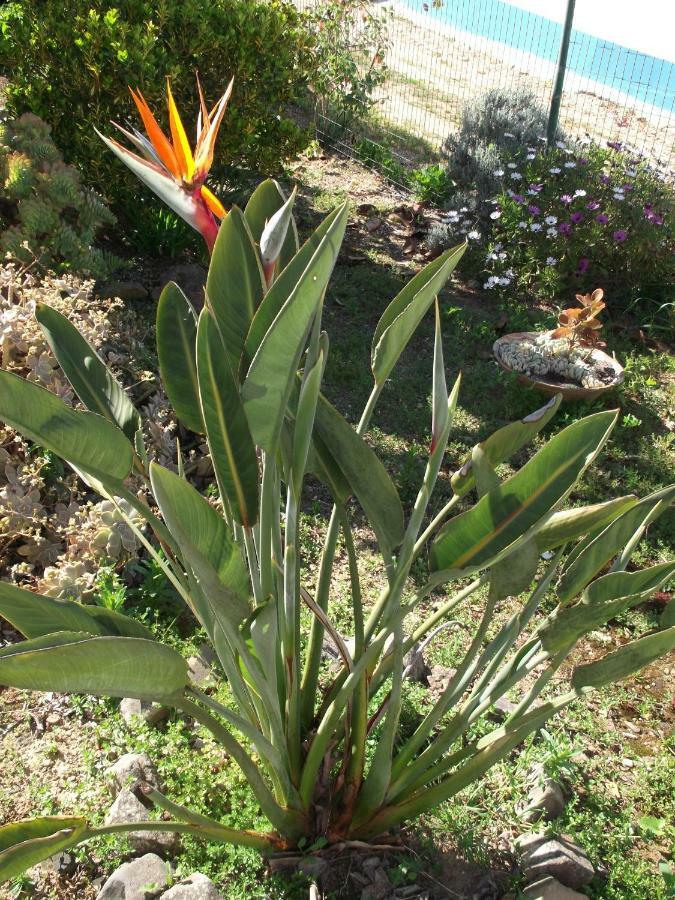 فندق Quinta Do Pinheiro Grândola المظهر الخارجي الصورة
